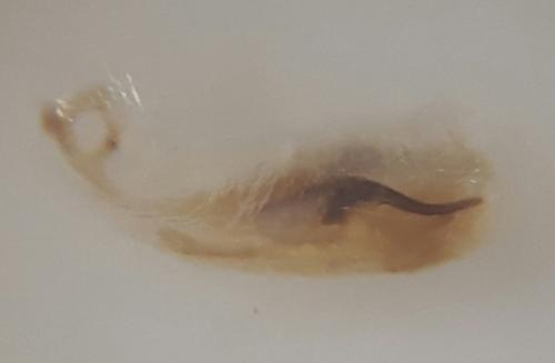 Ochetostethus sp.